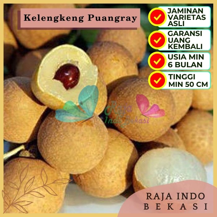 Bibit Tanaman Buah KELENGKENG PUANGRAY Premium