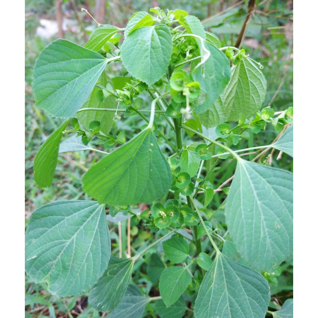 

AKAR ANTING ANTING KERING 1 KG - Acalypha Indica - MURNI - JSR -