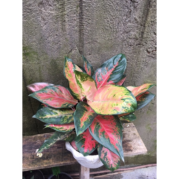 aglonema red kochin/aglonema kochin rimbun/aglonema kochin rimbun