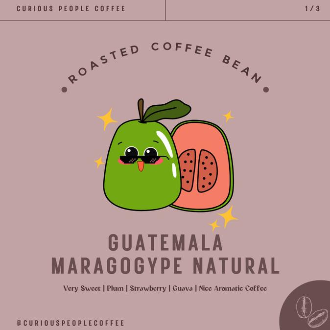 

Biji Kopi Arabika Manual Brew - Guatemala Maragogype Natural - 200 gr