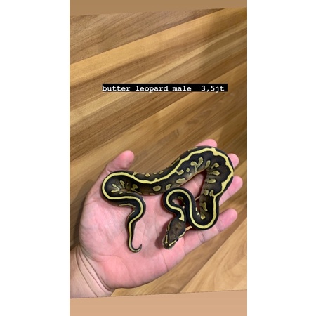 

ballpython butter leopard