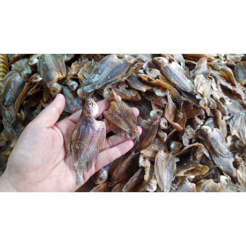 

Ikan Sapek Manuang | Ikan Sapek Binguang | Ikan Sapek Kecil Tawar