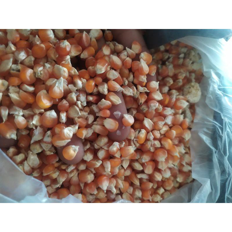 MAKANAN HAMSTER - KUACI KWACI HAMSTER-JAGUNG CRYSTAL