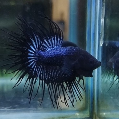 IKAN CUPANG SERIT/CROWNTAIL/CT ORCHID / BLACK LACE 100% REALPICT (KODE AF5)