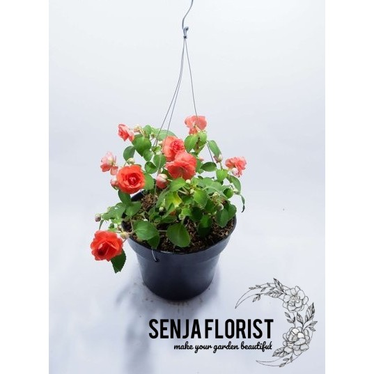 Tanaman Hias Begonia Mawar - Bibit Tanaman Hias Bunga Mawar Begonia - Tanaman Gantung Begonia Mawar