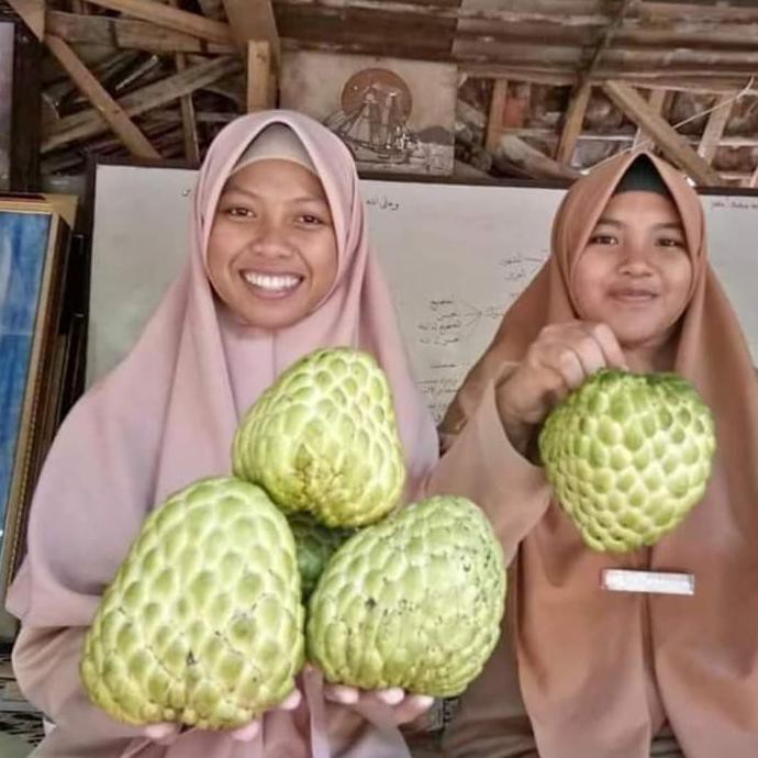 Terlaris Bibit Buah Srikaya Jumbo Thailand P@Koy