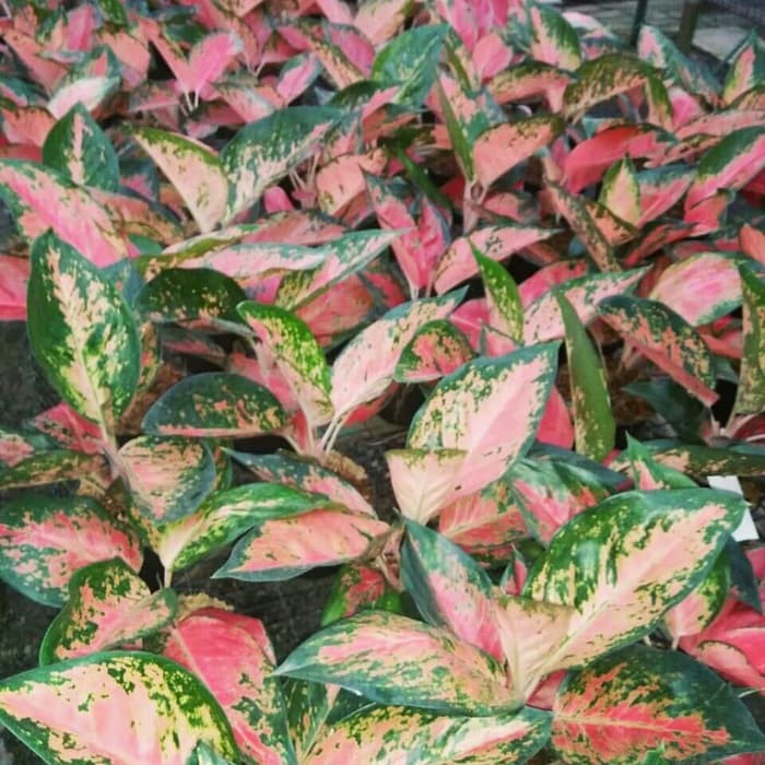 tanaman hias aglonema red kochin - bibit remaja aglonema red kocin