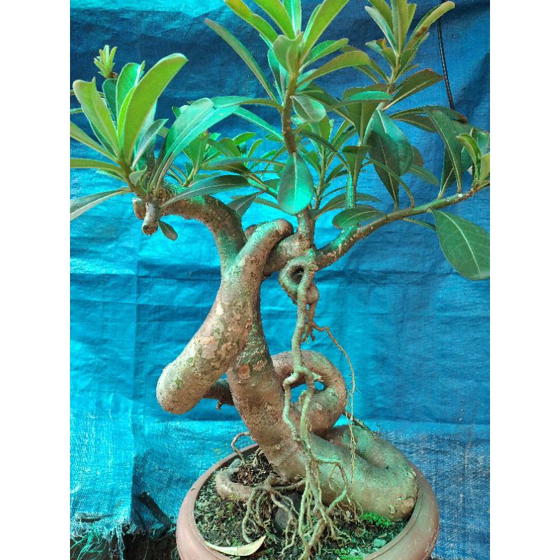 bonsai adenium