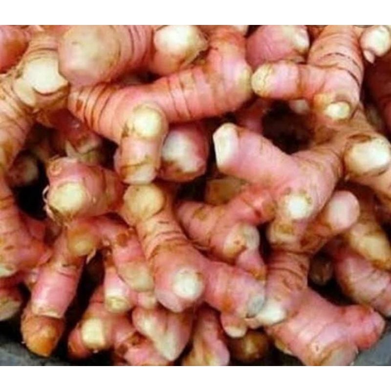 

LENGKUAS/ LAJA SEGAR 1Kg
