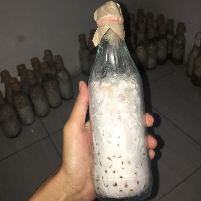 F2 Bibit Jamur Tiram Coklat READY STOK