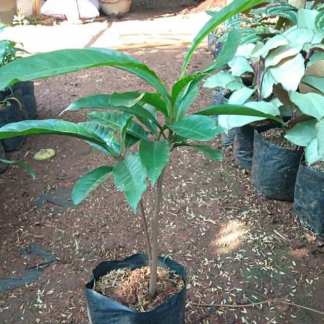 Pohon Alkesah / Sawo Mentega - Bibit Tanaman Pohon Buah Alkesah / Sawo Mentega
