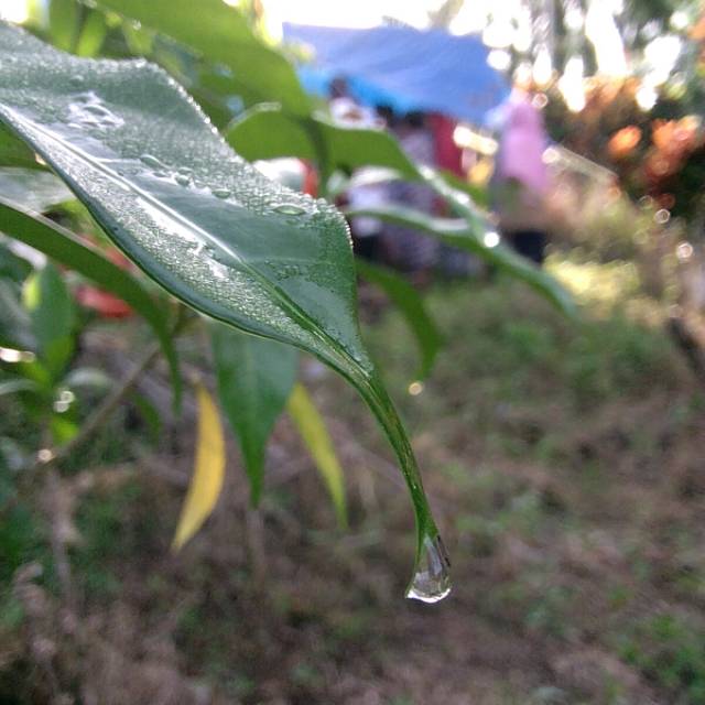 rianasafitrichinhaya