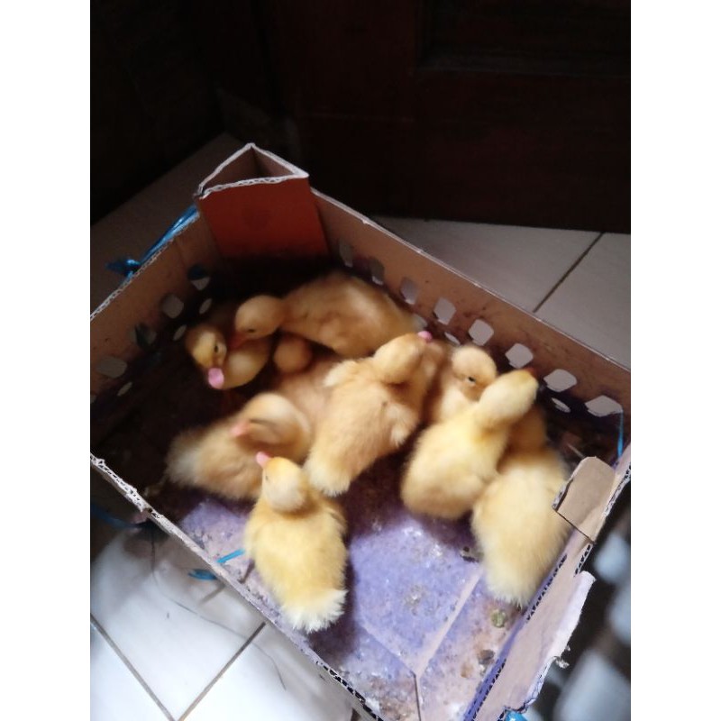 DOD anak Bebek Peking - Bibit bebek putih