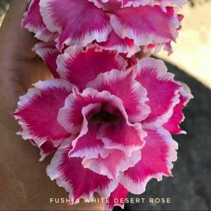 Bibit Bunga Kamboja Adenium Fushia Desert Rose Rare - Tanamam Hias