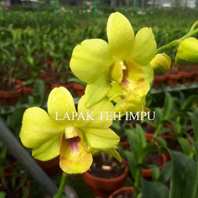 Anggrek Dendrobium Tongchae Gold X Thailand White - Tanaman Hias Hidup - Bunga hidup - Bunga hias