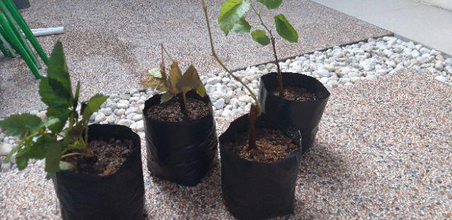 Tanaman Anggur Merah