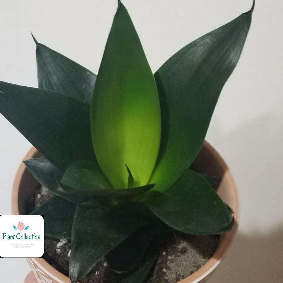 WOMAN SALE TANAMAN HIAS SANSEVIERIA BLACK DRAGON
