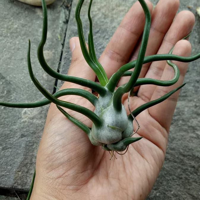 Tillandsia Bulbosa Ukuran Sedang