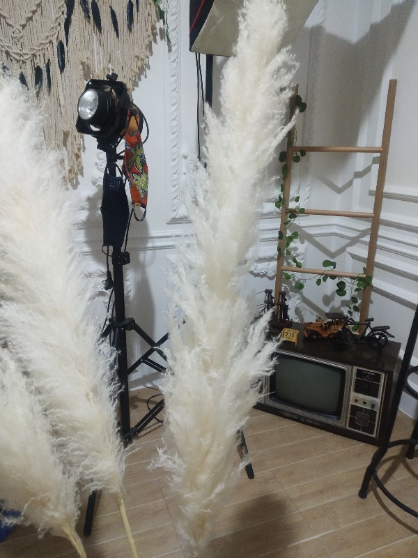 Dried Flower Pampas Import Super Pluffy (best Pampas Grass)