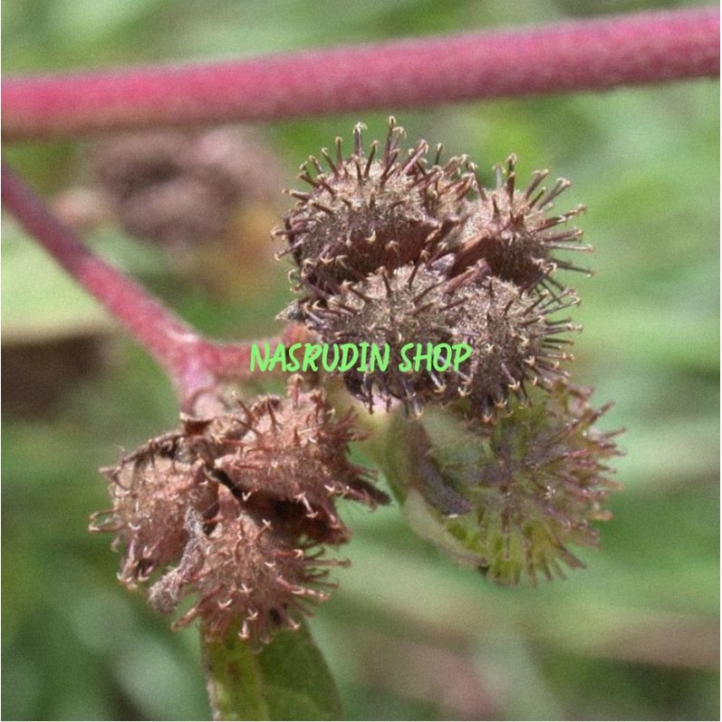 

[Fresh] BIBIT BIJI PULUTAN 50 BIJI / BIJI BENIH PANGPULUTAN / URENA LOBATA / BIBIT DAUN PULUTAN