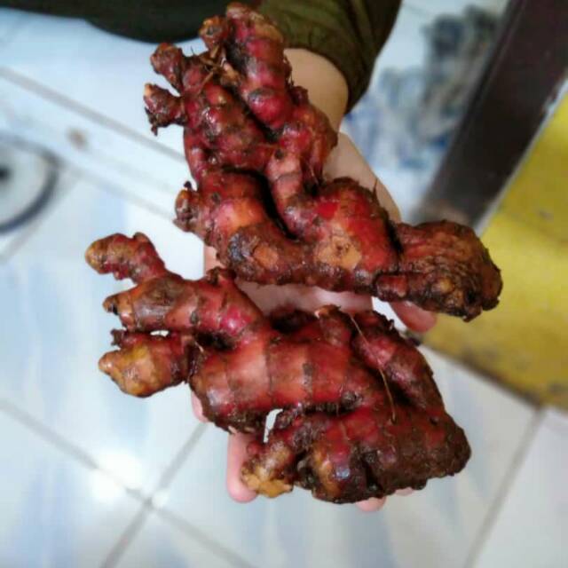 

Jahe merah asli tidak abal abal
