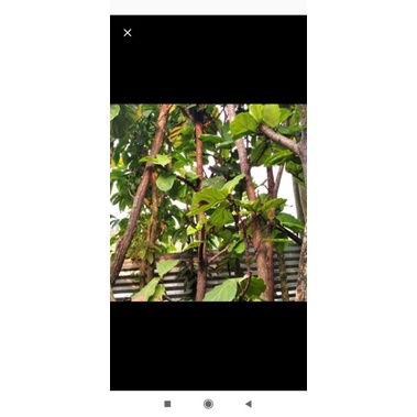 pohon ketapang biola tinggi 4 meter