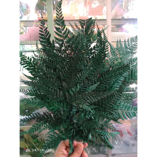 pakis kering daun pakis hiasan mahar