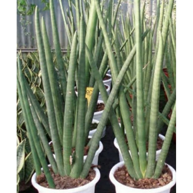 Jual Tanaman Hias Sansevieria Cylindrica Tanaman Indor Penyerap Polutan