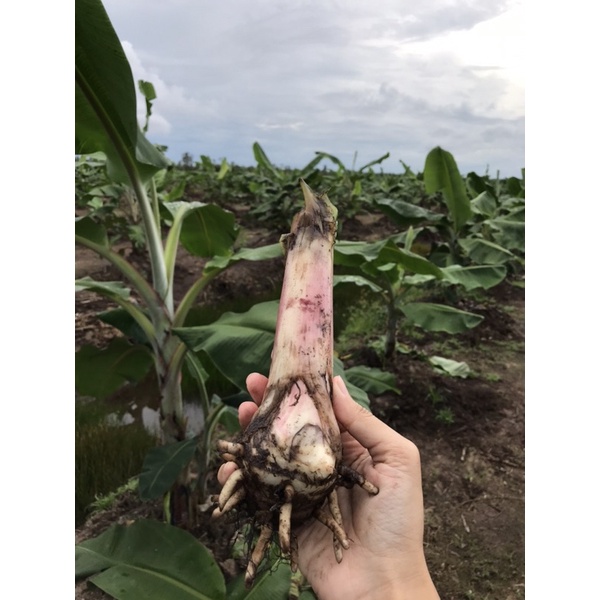 Bibit Bonggol Pisang Cavendish