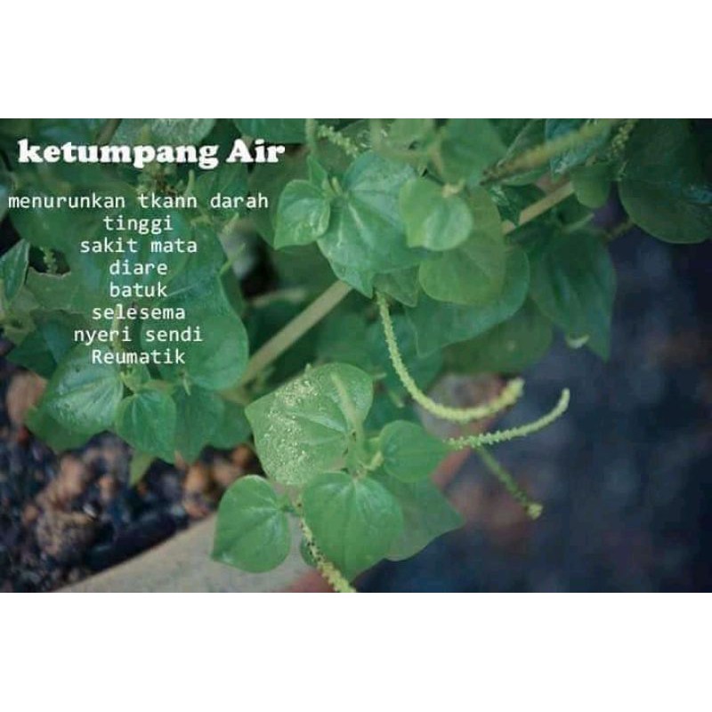 sirih cina/ketumpang air/ketumpangan/daun sirih