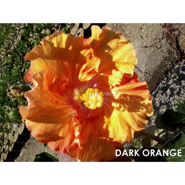 

Hibiscus Dark Orange
