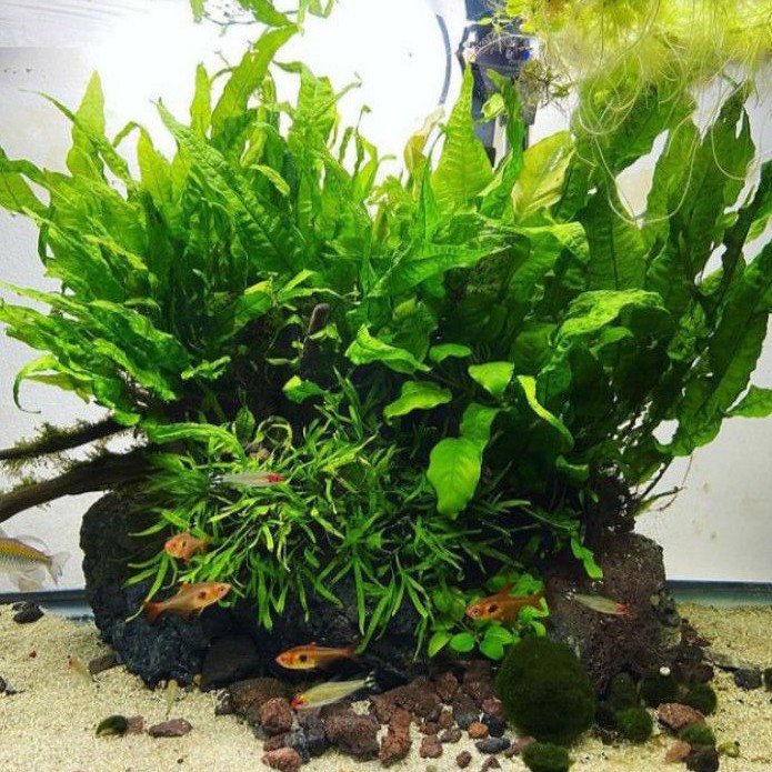 Kadaka java fern