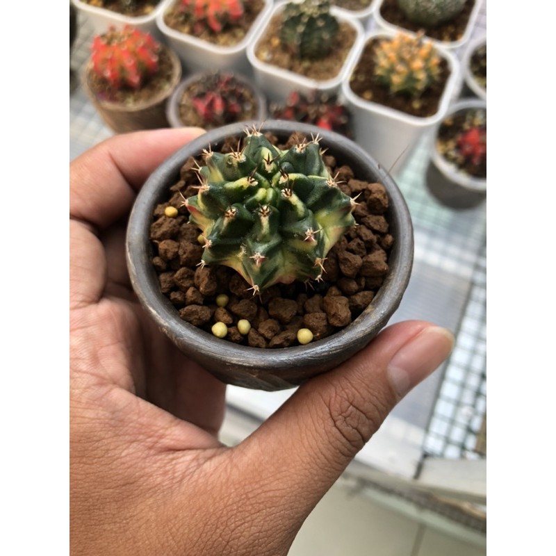 Gymnocalycium Mihanovichi K3