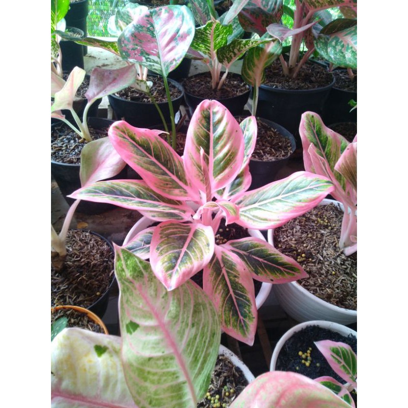 aglonema lotus delight