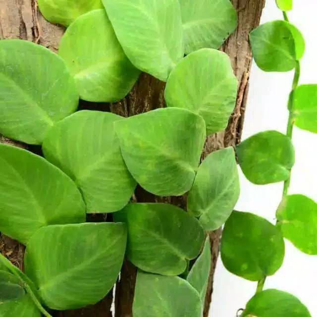 Tanaman hias Dolar gede rambat-Bibit dollar rambat daun besar