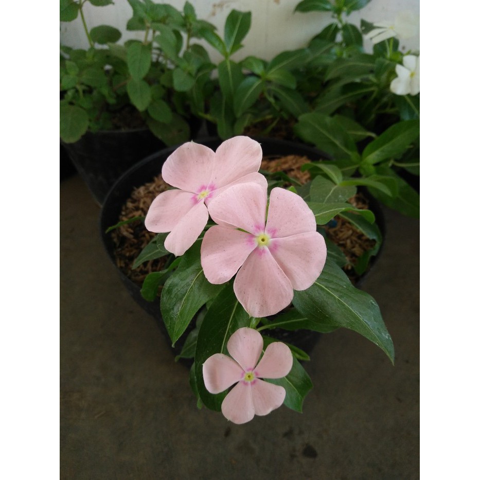 Bibit Tanaman Bunga Vinca Peach (Catharanthus roseus) Pohon Hidup
