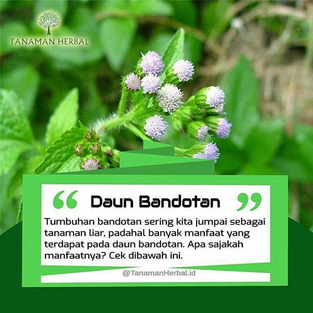 

Daun Bandotan Segar 100 gram Bebas pestisida