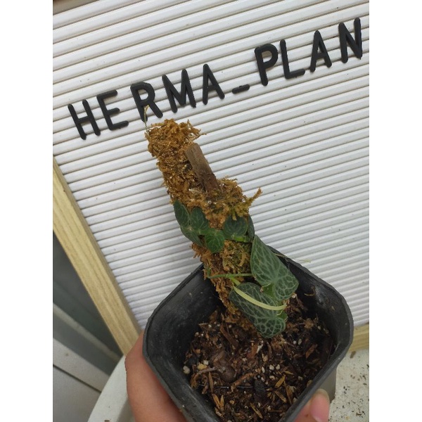 Rhaphidophora Cryptantha