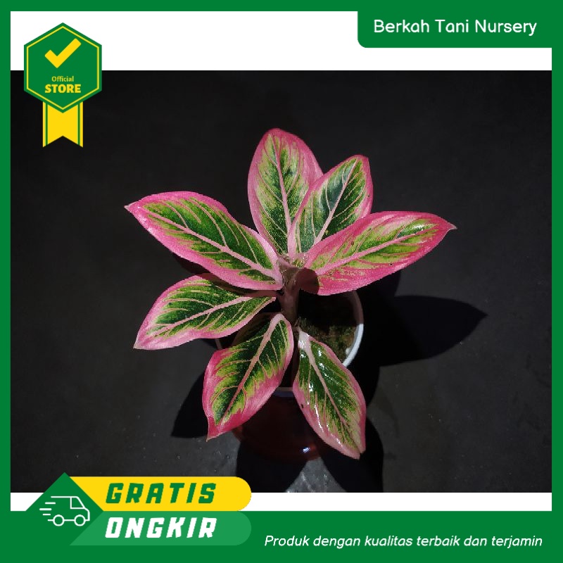 Aglaonema Lotus Delight Greg Hibrid