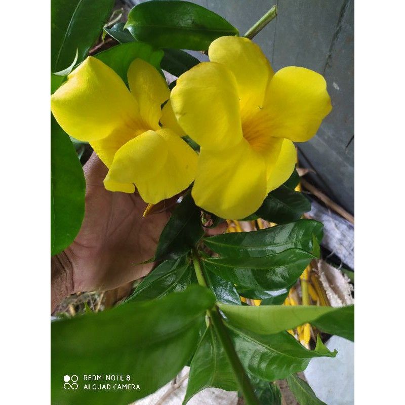 stek bunga alamanda bunga kuning