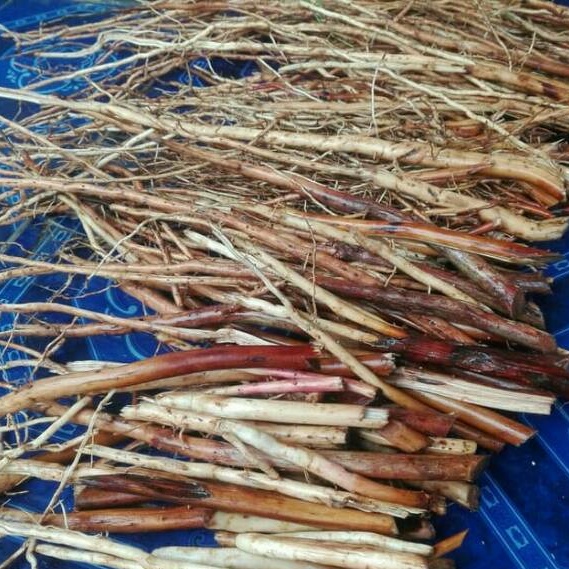 

restukuonline Akar Pinang Segar 100 Gram