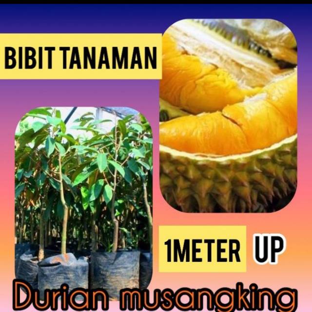 Bibit Durian Musang King / Musangking 1 meter
