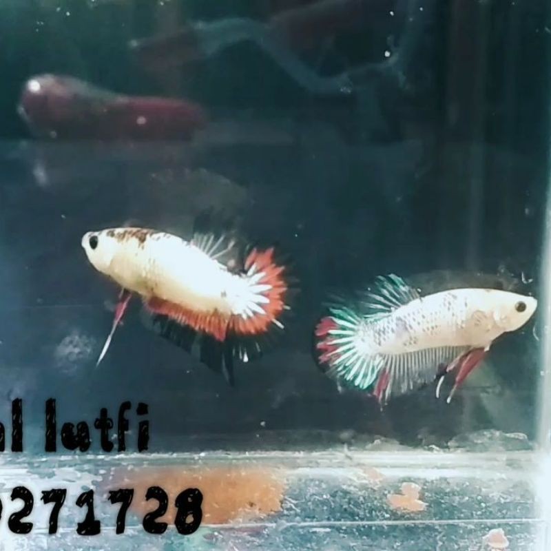 

cupang koi