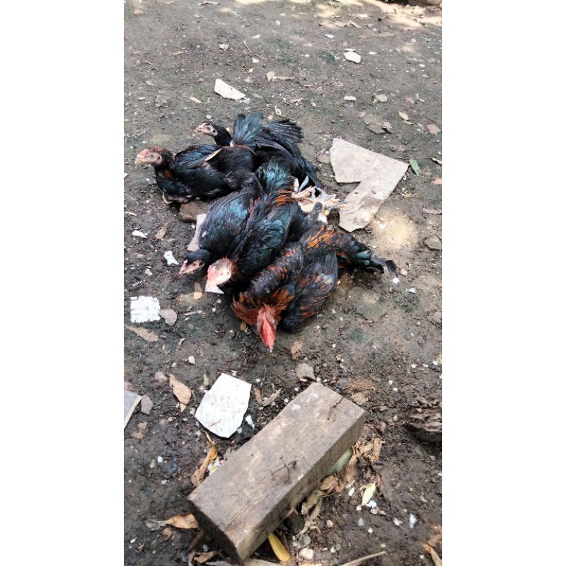 

ayam kampung Umbaran