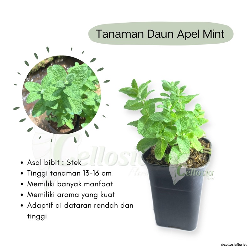 Tanaman Herbal dan Rempah Daun Apel Mint / Apple Mint Untuk Minuman