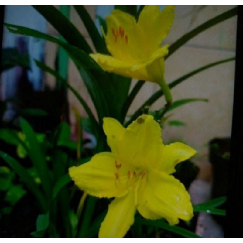 Tanaman Hias Bakung Lily Bunga Kuning / Lily Bunga Kuning