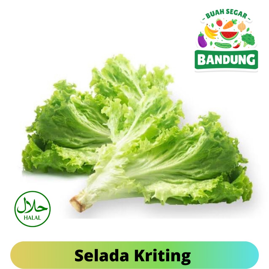 

SELADA KRITING FRESH 1KG