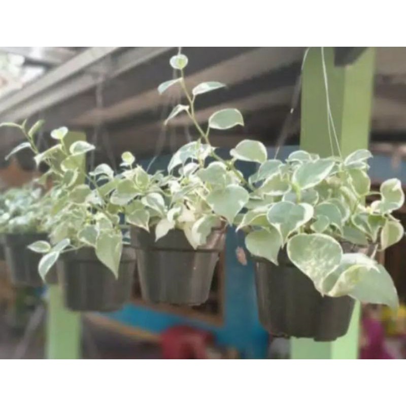 Tanaman gantung TEPLAN rimbun / tanaman hias gantung