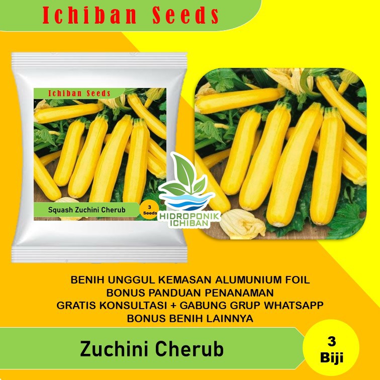 Benih Bibit Biji Mentimun Zuchini Cherub Known You Seed