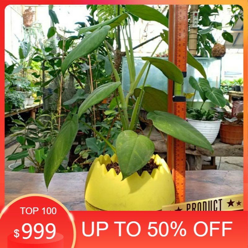 TANAMAN HIAS INDOOR UNIK DAN LANGKA Philodendron microstictum BONGGOL